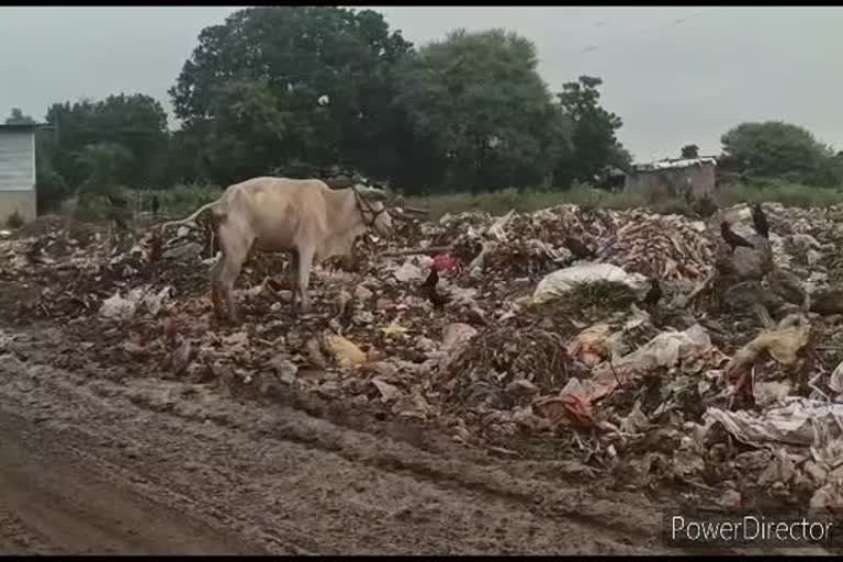 कचरा खाकर मर रही गाय