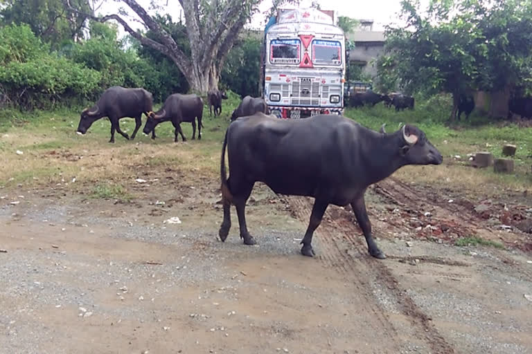 Kunda police crackdown on cattle smugglers