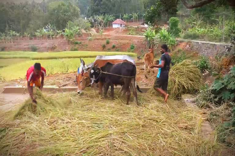 கொல்லிமலை மலைநெல் பாரம்பரிய அறுவடை 