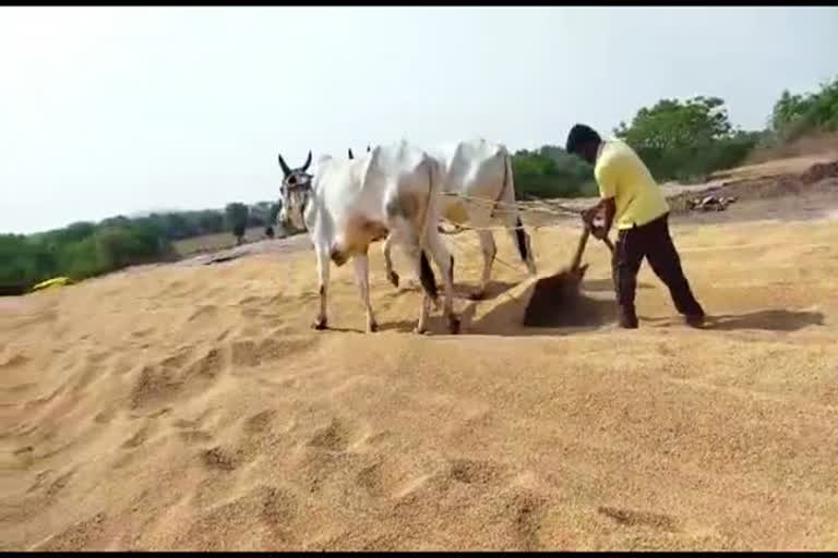  drying grain, plow, mothukulapalli, siddipeta