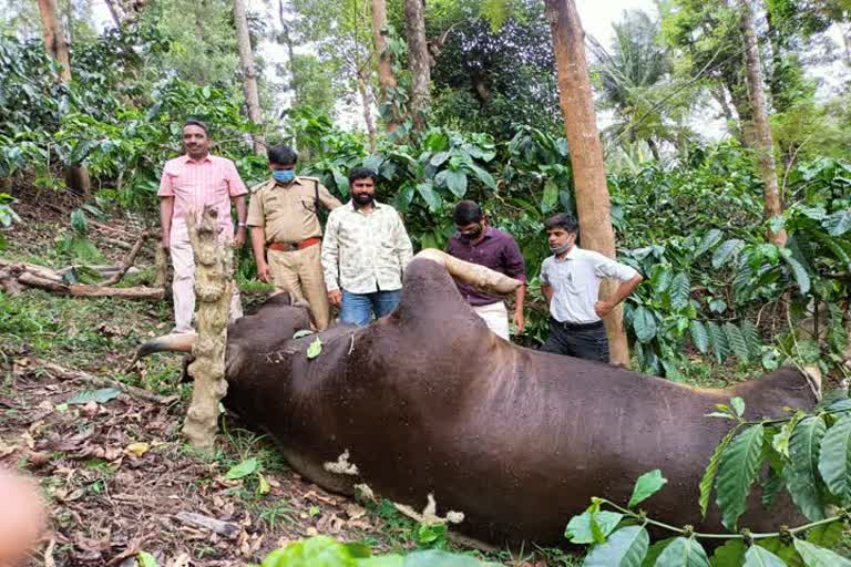 Forest bull