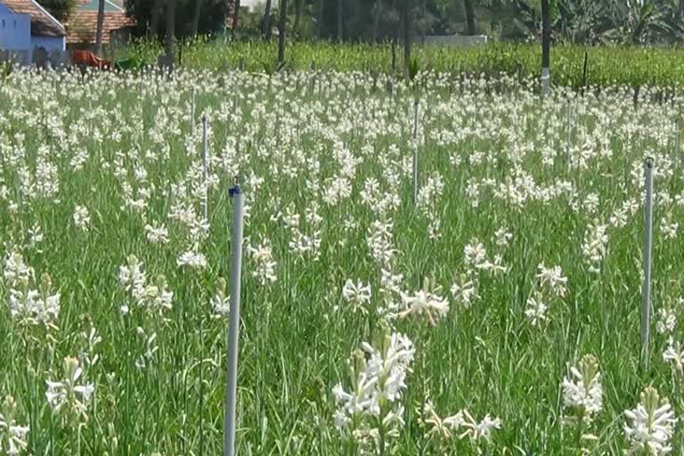 Sampangi Flower Price High In Erode