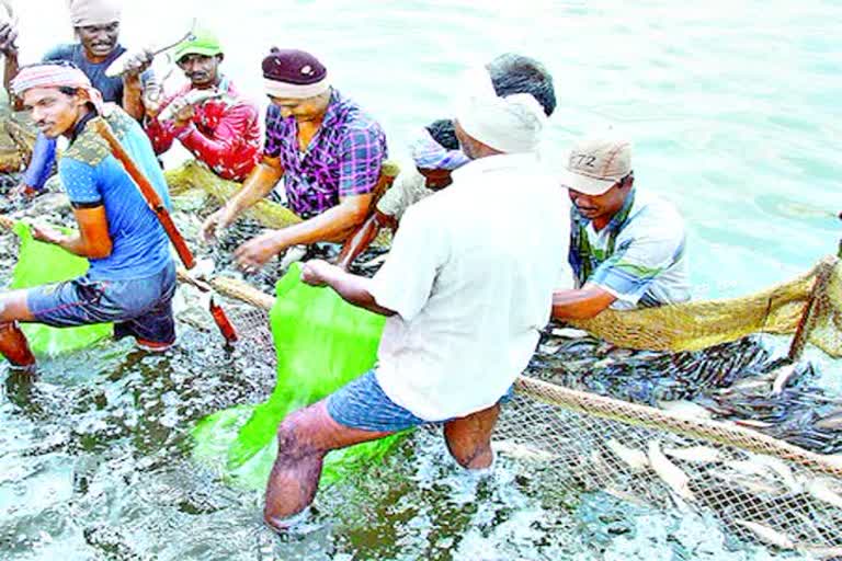 corona effect on aqua field in krishna district