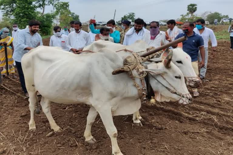 पालकमंत्री जेव्हा शेतात पेरणी करतात