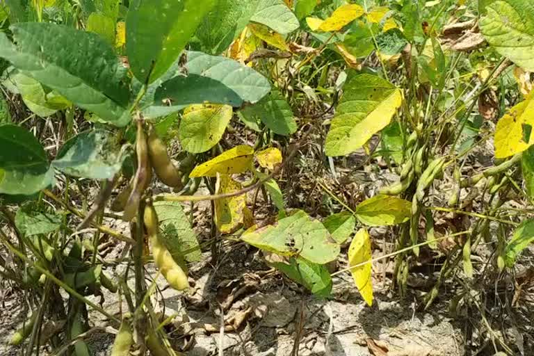 soybean and urad crops damaged