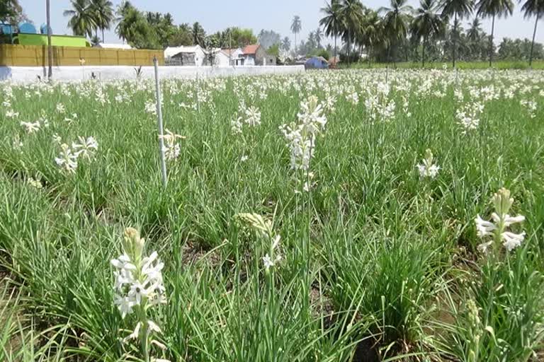 The price of Tuberose has gone up from Rs 20 to Rs 120 