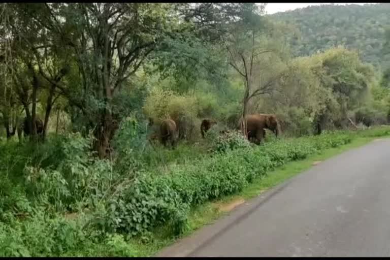 ஒகேனக்கலில் சுற்றிவரும் கர்நாடக காட்டு யானைகள் - பீதியில் பொதுமக்கள் !