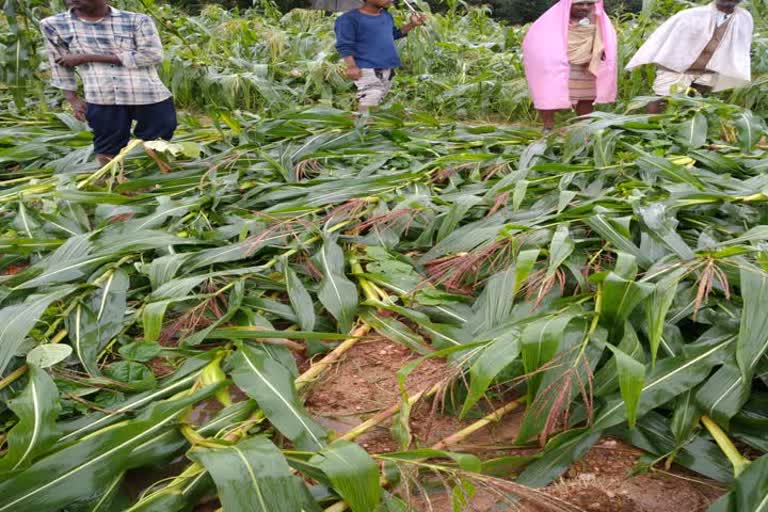 Crop damaged by rain