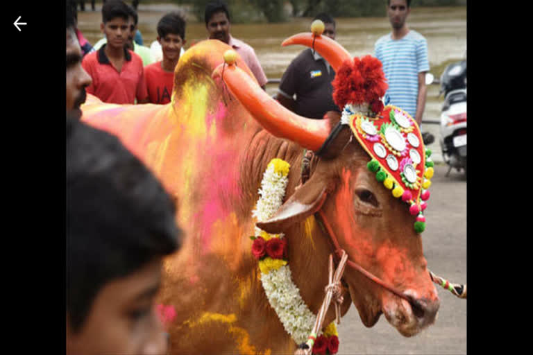 जळगाव जिल्ह्यात पोळ्यानिमित्त बैलांची मिरवणूक काढण्यास बंदी; जिल्हाधिकाऱ्यांनी काढले आदेश