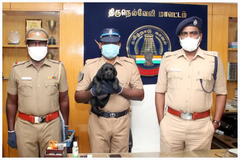 Thirunelveli SP named the puppy