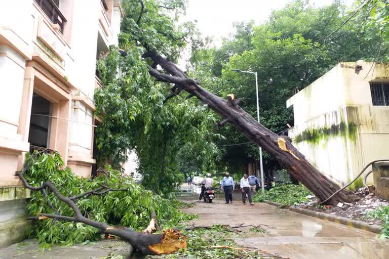 Ashoka tree fell on social welfare department building in Patna