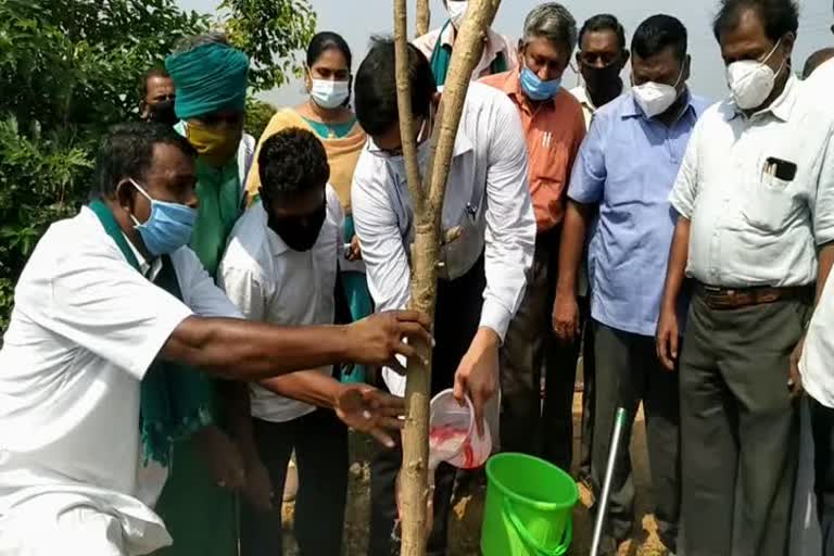 seed was planted in thanjavur lake