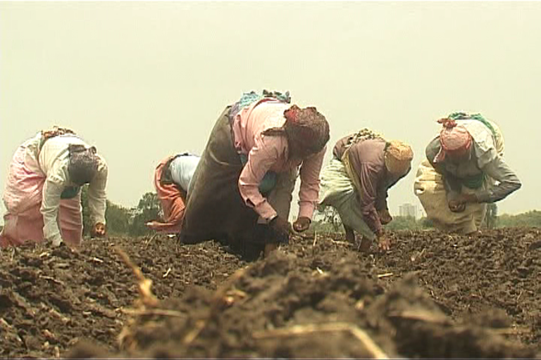 Jalgaon cotton production