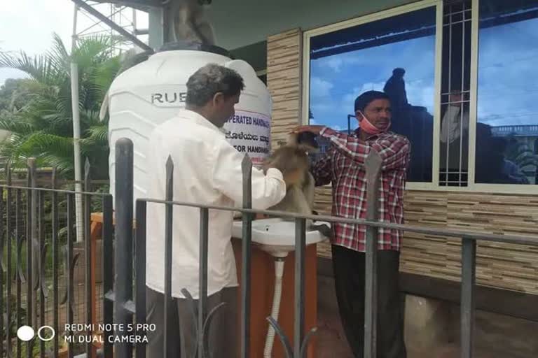 Inbred monkey came to clinic in Uttar kannad video viral