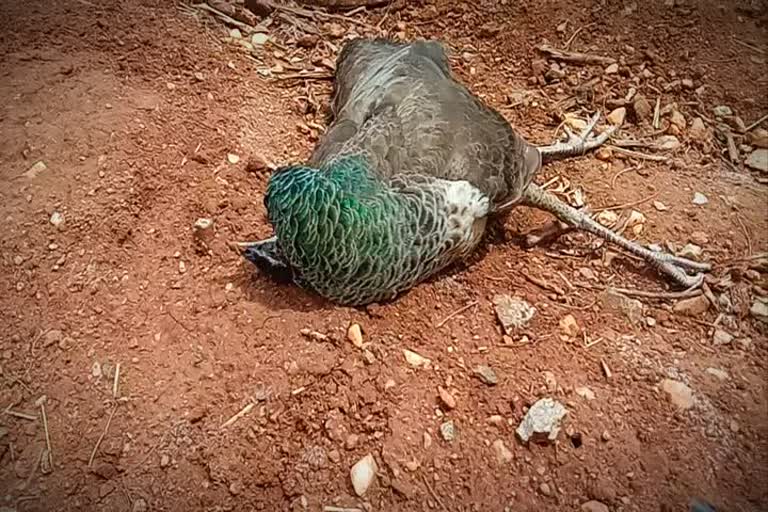 more than ten peacocks were dead in rasipuram 