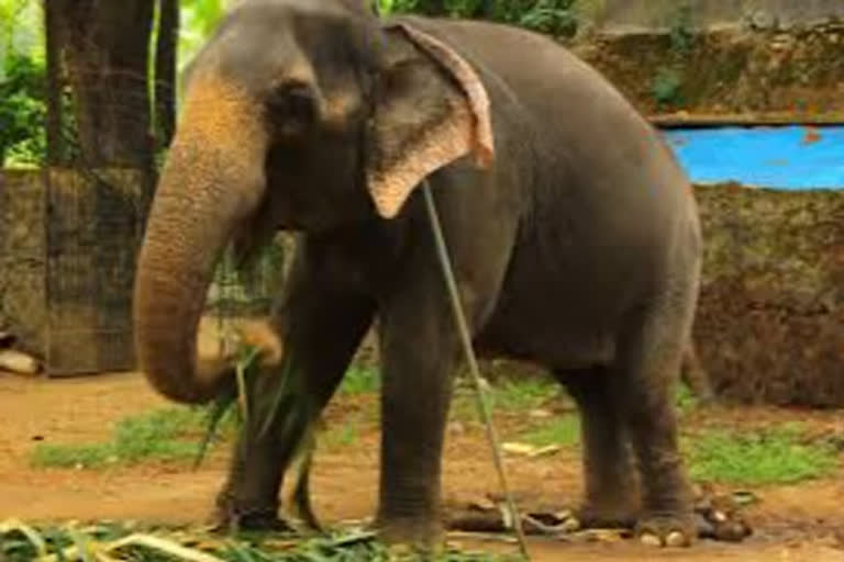 Tamil Nadu: Elephant dies of mouth injury caused by twig