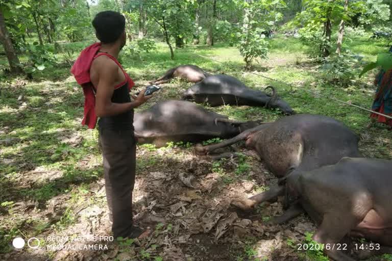 जिवंत विद्युत तारांचा धक्का लागून सहा म्हशींचा दगावल्या