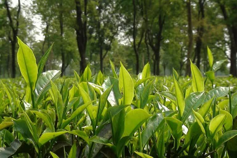 Bengal and Assam tea garden may face huge loss due to low production of tea