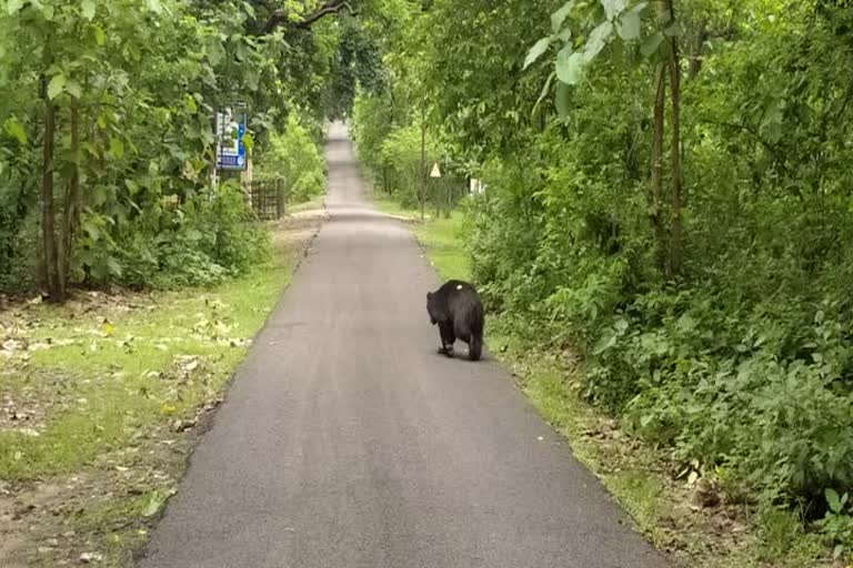 Bear reached near old police station building