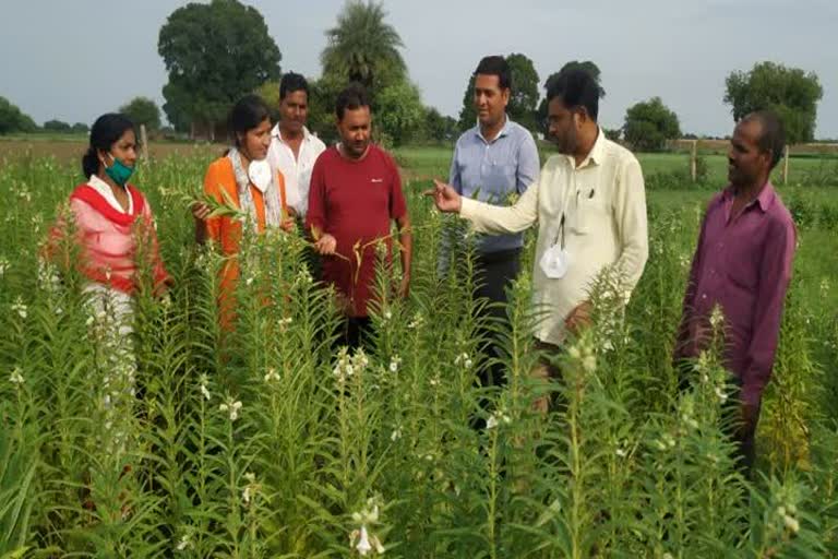 तिल की फसल से खेत होंगे गुलजार