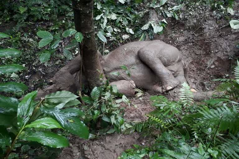Elephant death 