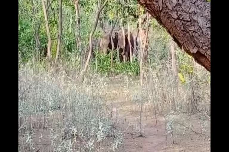 group of elephants entered the district