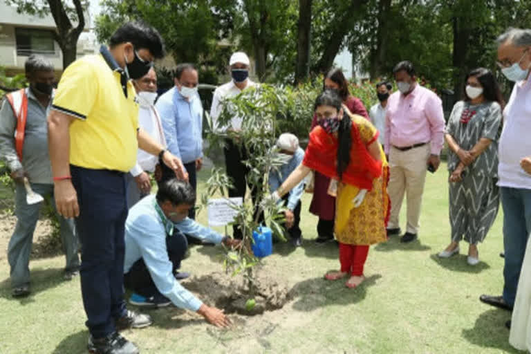 Plantation Drive