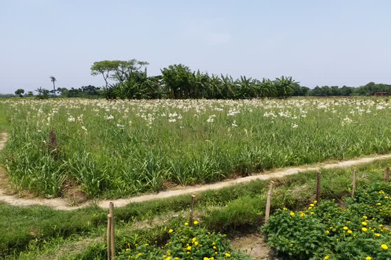 flower cultivation