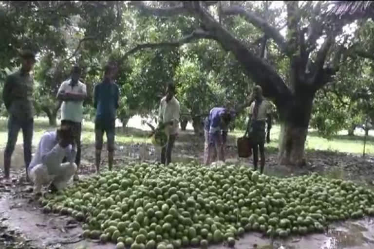 फसल क्षति