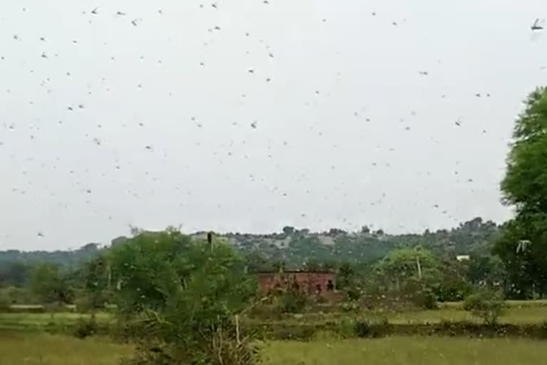 locusts attack in mirzapur