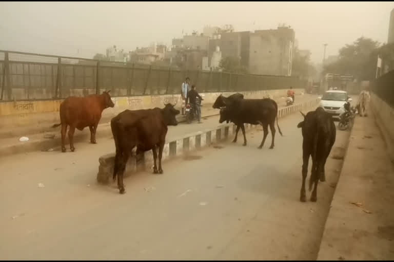 stray animals create problem for local people in budh vihar