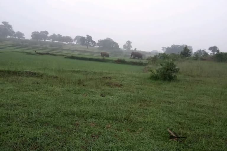 Villagers fear elephant herd in Lohardaga