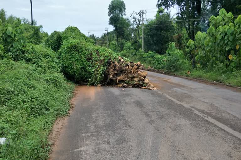 Tree fell down on road