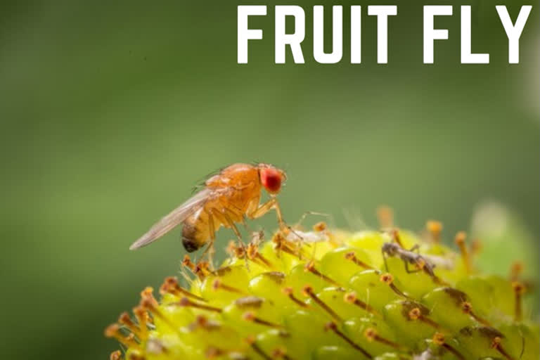 Uttarakhand news Fruit fly Garhwal University scientists Uttarakhand's fruit fly scientists discover new fruit fly പുതിയിനം കായീച്ച ഗർവാൾ സർവകലാശാല ഉത്തരാഖണ്ഡ് ചമോലി