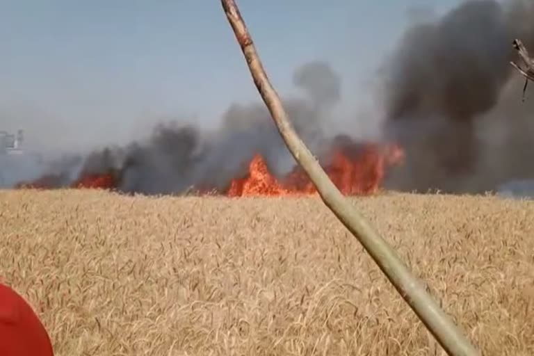 5 bigha wheat crop burnt due to fire in Rohtas