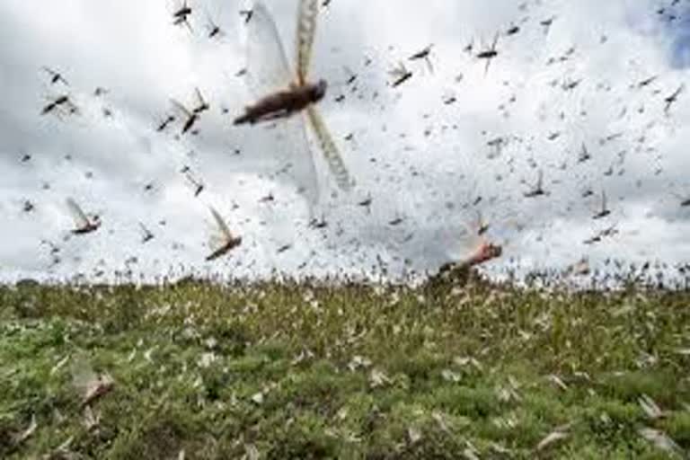 Swarm of locust in uttar pradesh