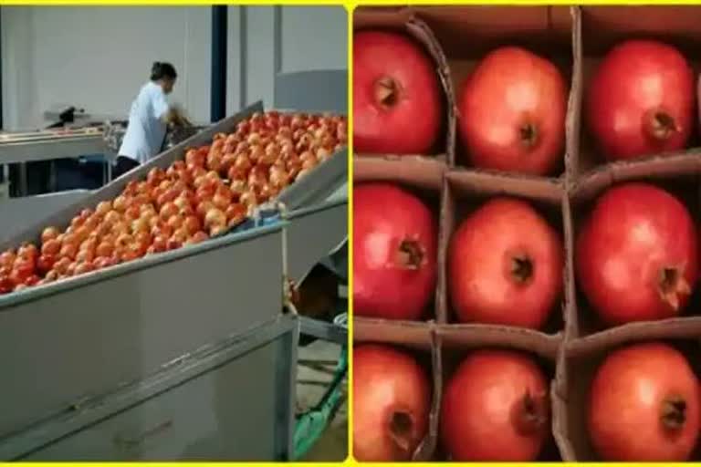 Pomegranate in Solapur got 3000 per quintal rate