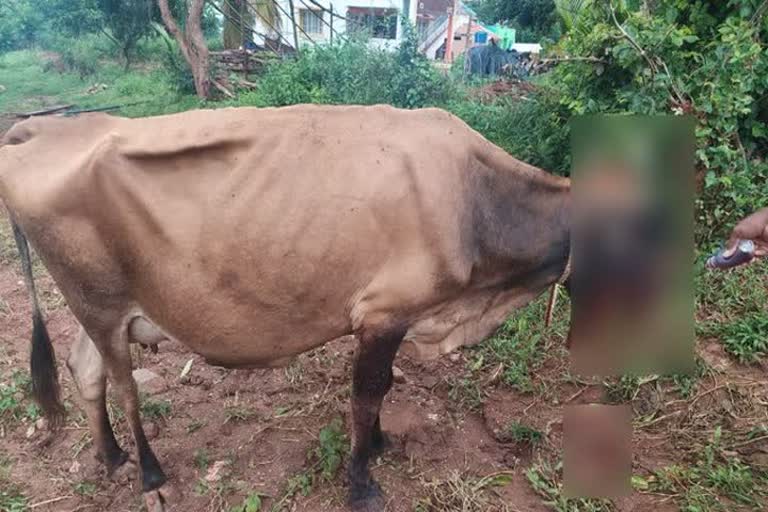 வெடிபொருளை உட்கொண்டதால் பலத்த காயமடைந்த மாடு