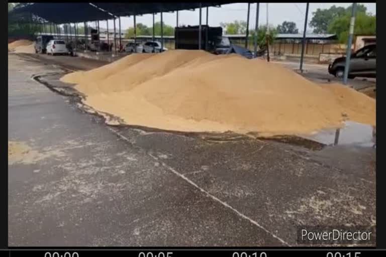 Wheat kept spoiled in the market due to rain