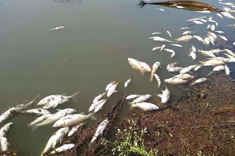 Dead fishes in pond