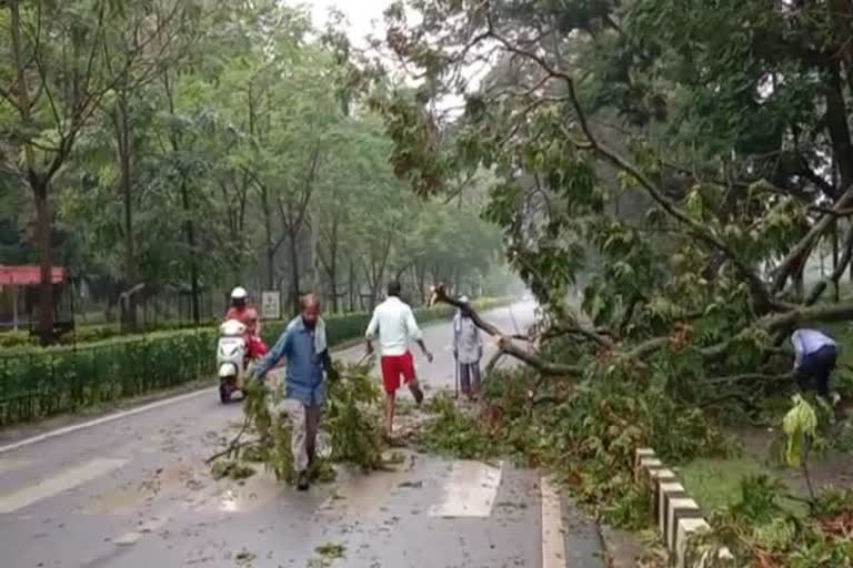 Trees fell on road in heavy storm and rain in ranchi