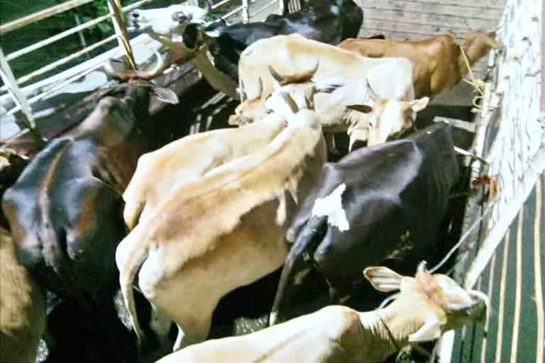 KanjiHouse sent to 24 cattle