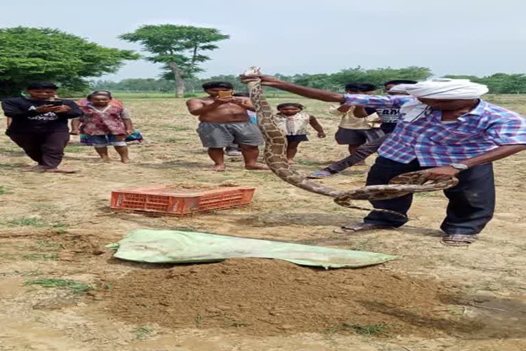 9 feet  python found in village