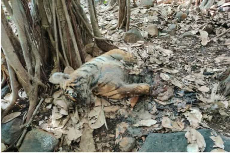 tiger calf found dead