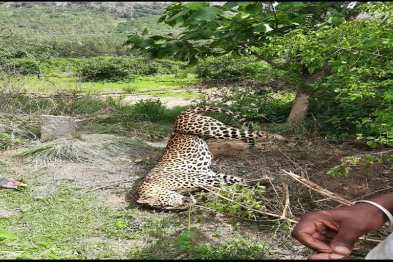 Leopard died in dhoddaballapura