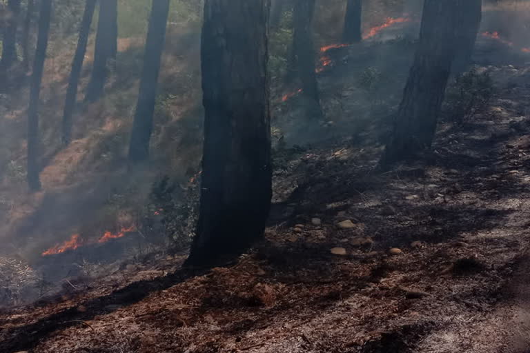 forest fire reported in hamipur