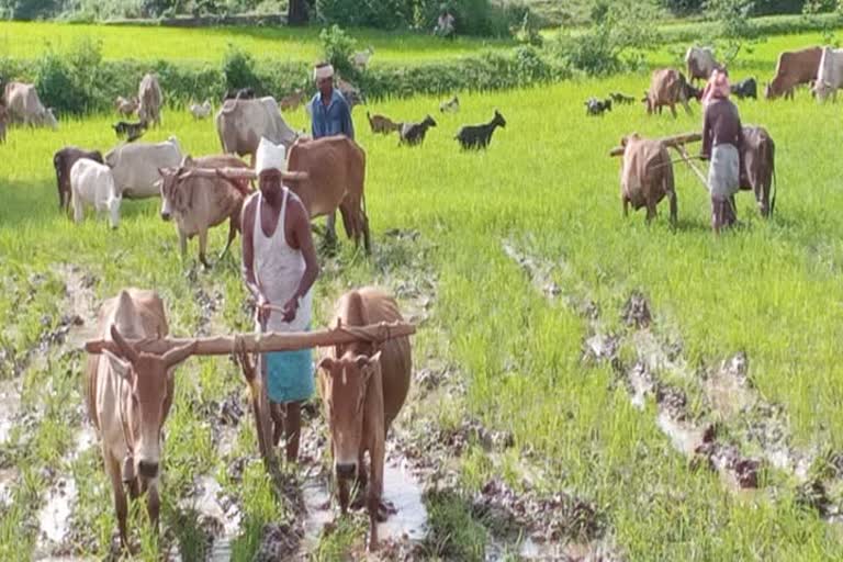 Agricultural officer's appeal to conserve rainwater in Chaibasa