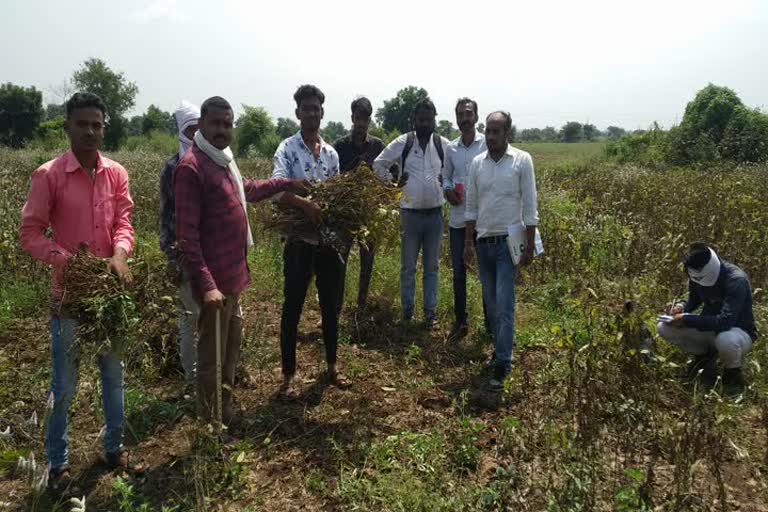 Plant inserted for crop recovery