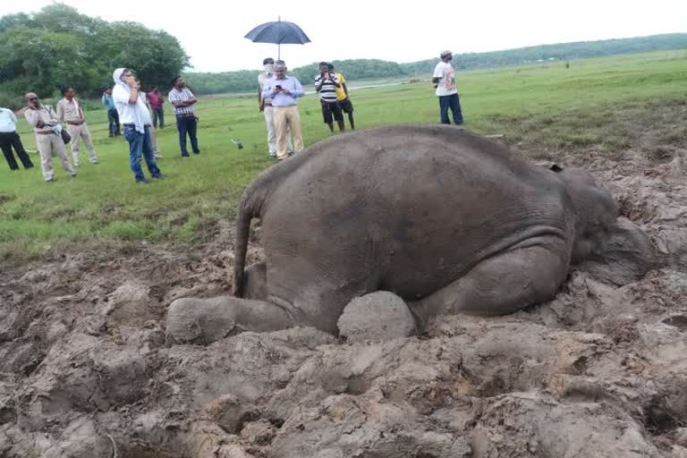 Elephant died in Dhamtari