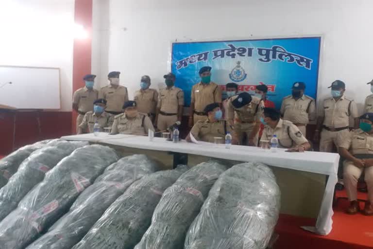 खेत मे लगा लगभग 30 लाख रुपये के गांजे को पुलिस ने जब्त किया